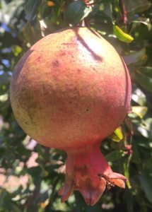 pomegranate-rosh-hashana